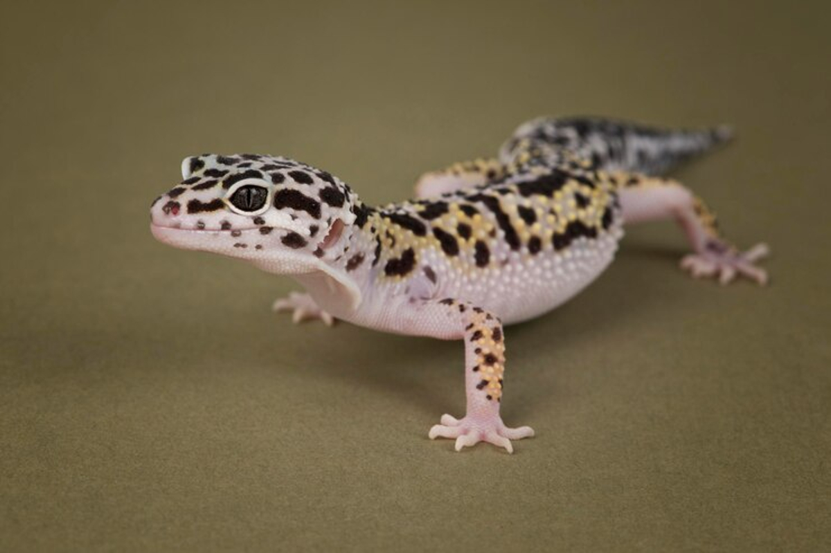 élevage gecko