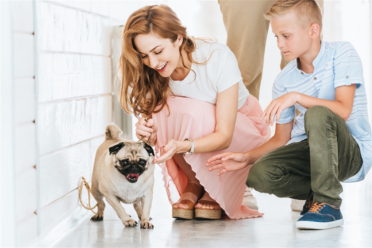 adopter une chienne en toute sécurité