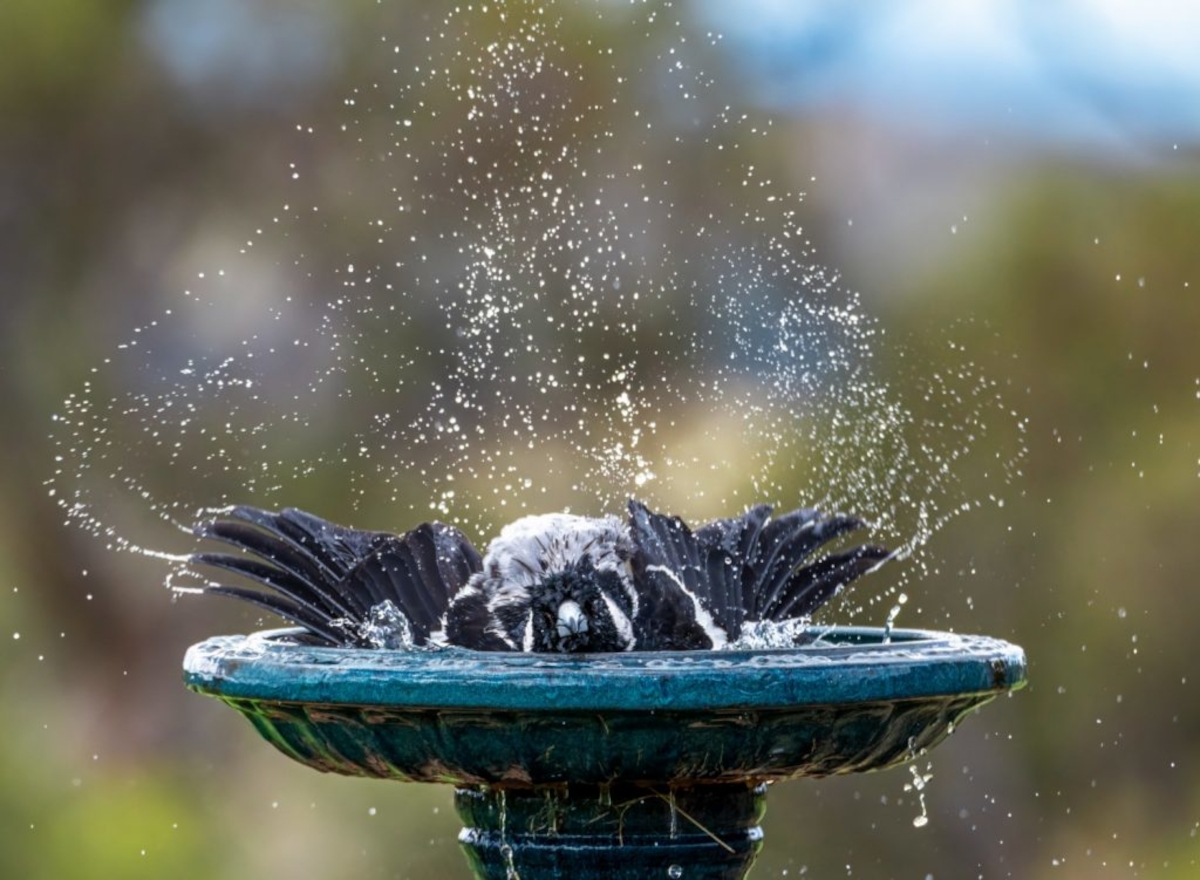 distributeurs d'eau