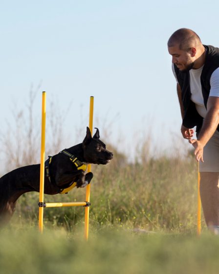 dressage chien