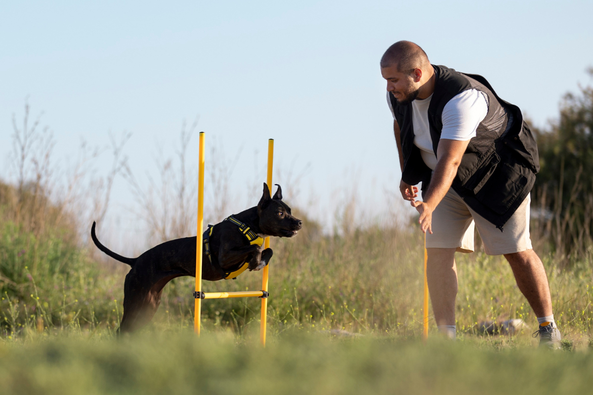 dressage chien