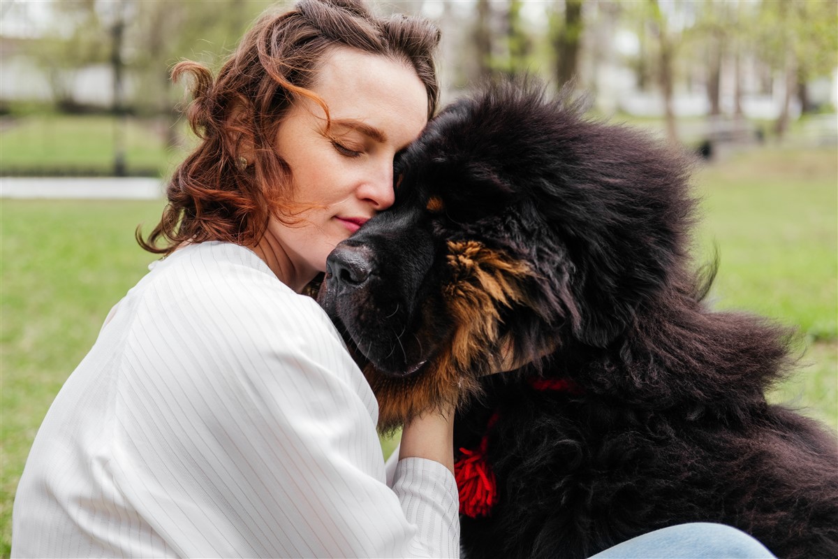 Mastiff du Tibet atteint la taille d'un lion