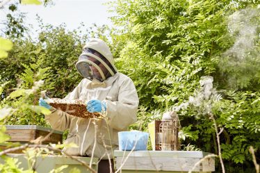 Protection des abeilles