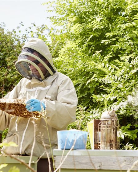 Protection des abeilles