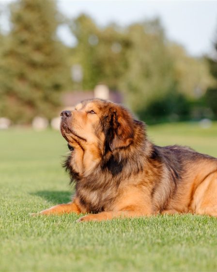 Tydus, le Mastiff du Tibet