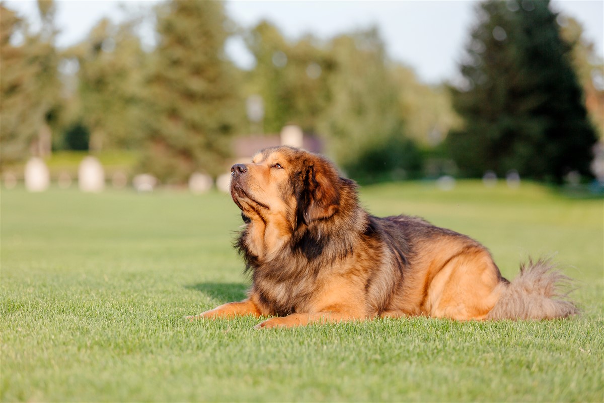 Tydus, le Mastiff du Tibet