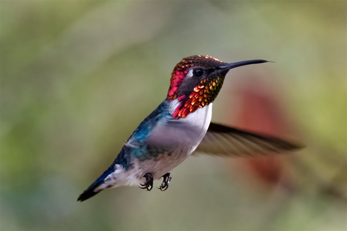 colibri abeille