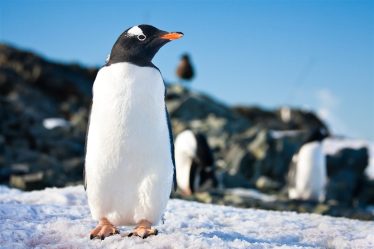 comportements méconnus des manchots en Antarctique