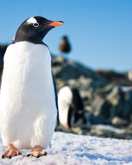 comportements méconnus des manchots en Antarctique