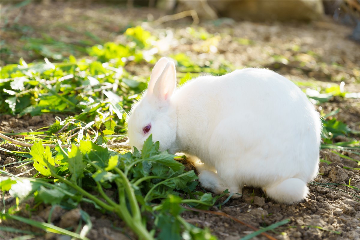 cycle de reproduction de lapin