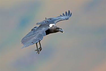 espèce rare de corbeau bleu