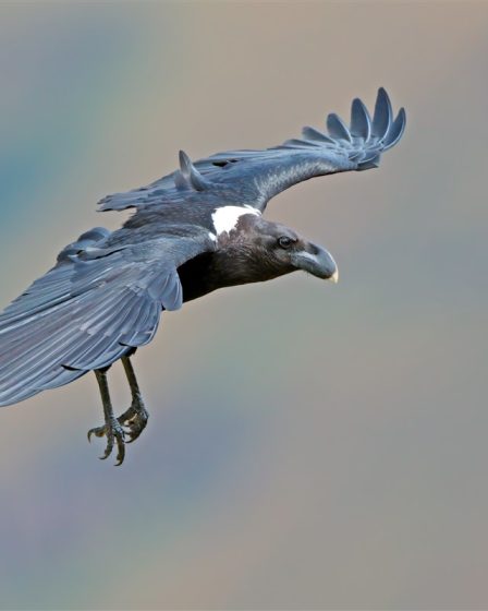 espèce rare de corbeau bleu