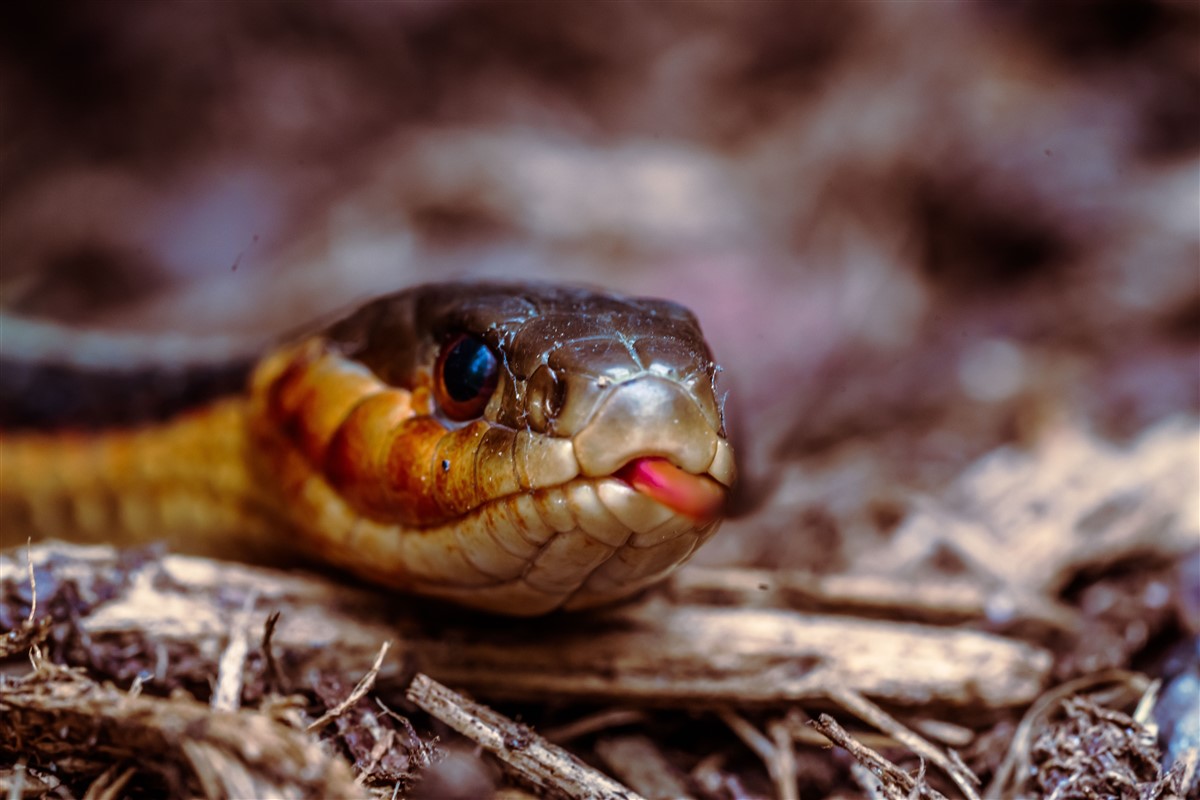 fonction des langue fourchue des serpents