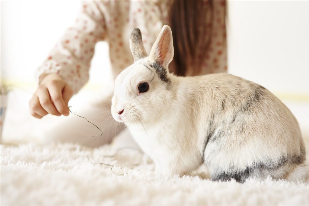Les étapes du cycle de reproduction chez le lapin dès l