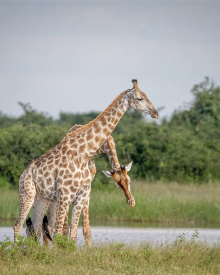 long cou des girafes