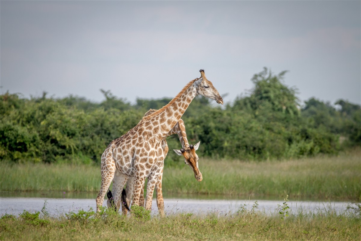 long cou des girafes