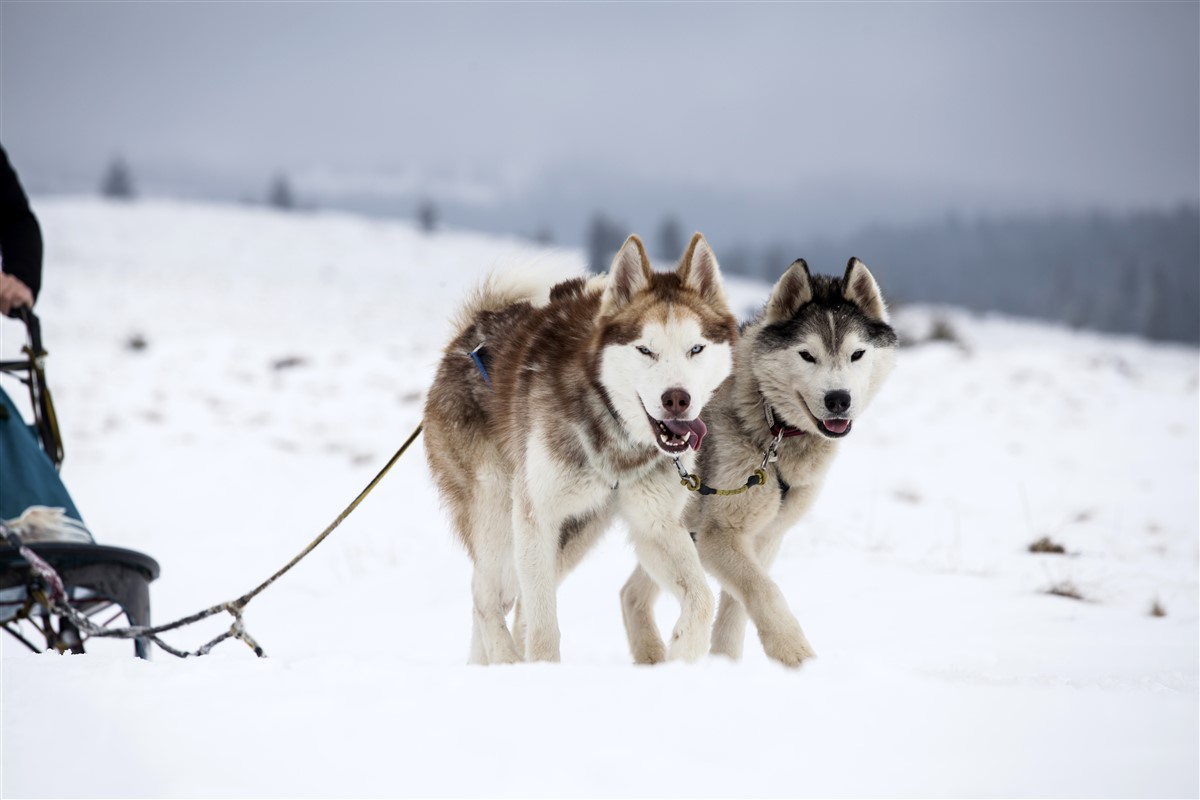 meilleures races de chiens