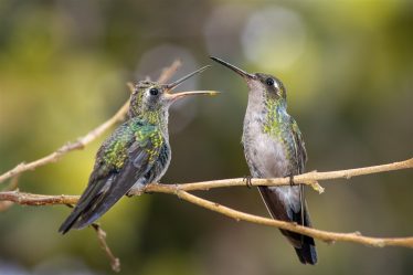 plus petit oiseau