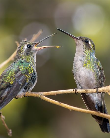 plus petit oiseau