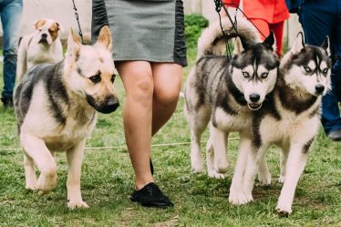 races de chiens