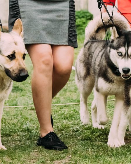 races de chiens