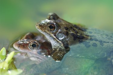 secrets derrière la taille impressionnante de la grenouille