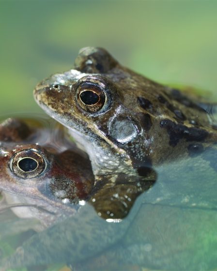 secrets derrière la taille impressionnante de la grenouille