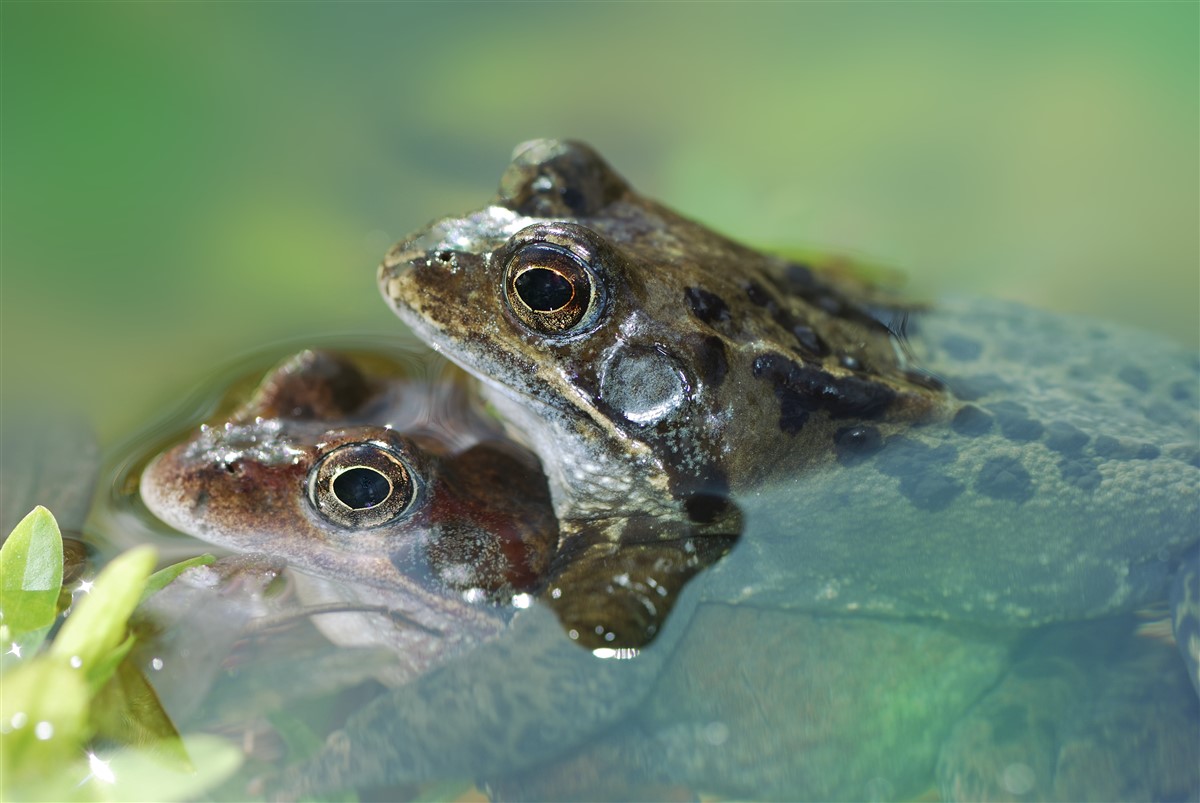 secrets derrière la taille impressionnante de la grenouille