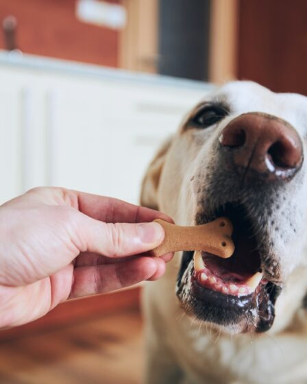 Dog eating biscuit