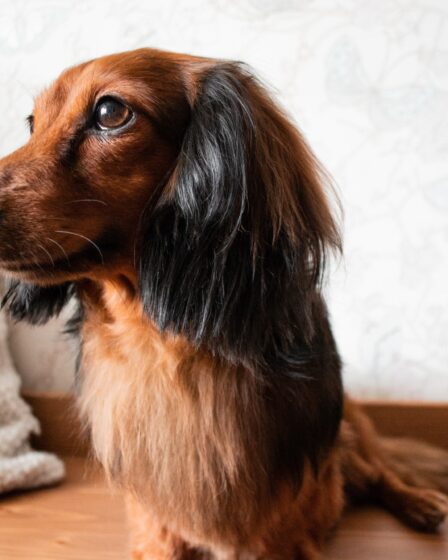 Portrait of well-groomed long-haired dachshund red & black color with clever eyes, sitting on bench