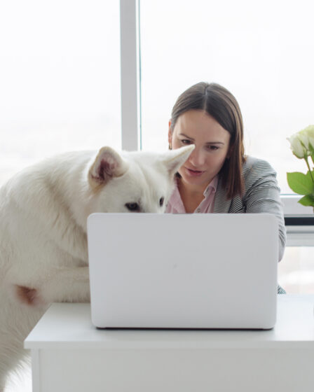 animalerie en ligne