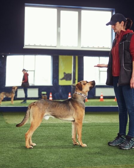 Trainer teaching a dog the Stand command