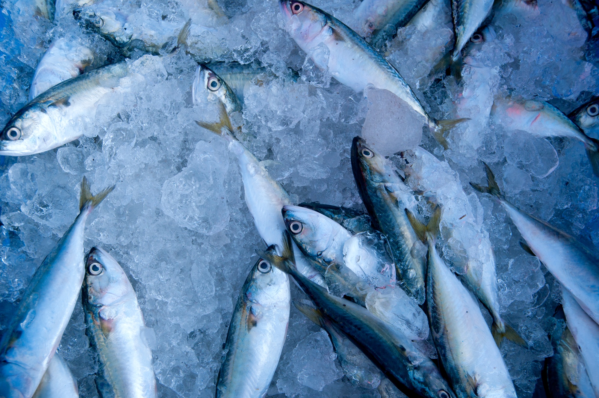 manger poisson congelé