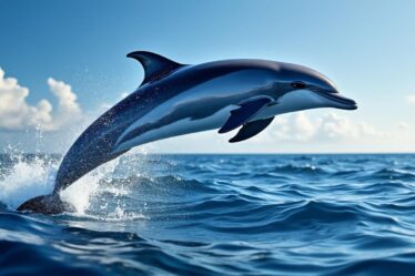 découvrez comment les dauphins parcourent les mers du monde à une vitesse impressionnante. plongez dans un voyage captivant et explorez les secrets de leur agilité, leur puissance et leurs performances à travers les océans.