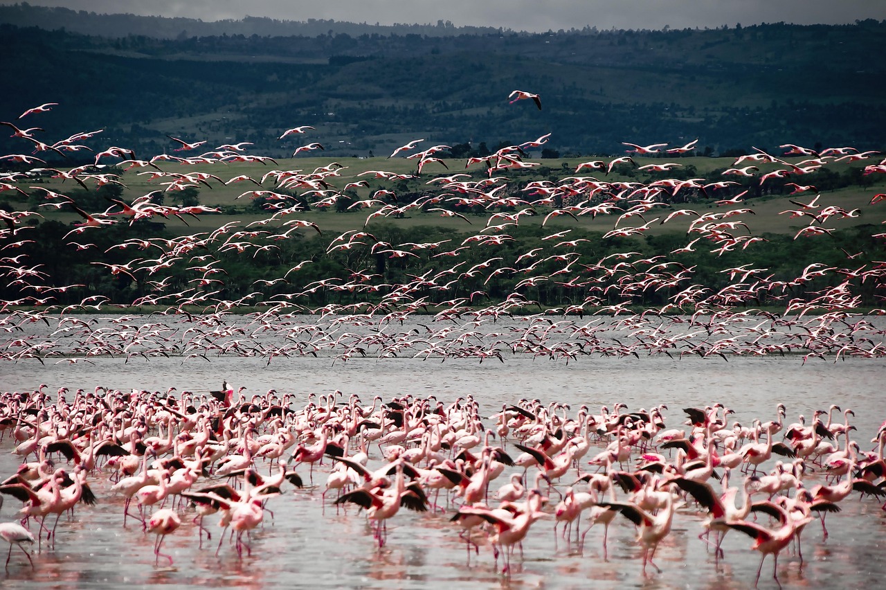 flamants roses