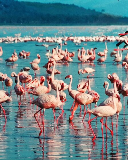 lac Nakuru
