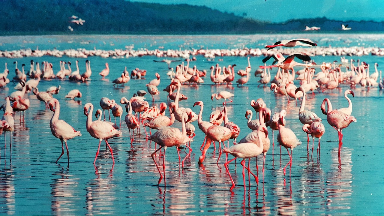 lac Nakuru
