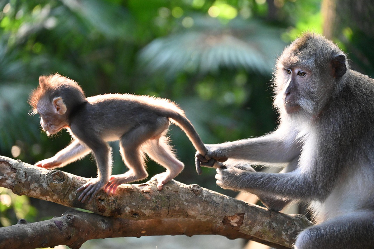 trekking des singes dorés