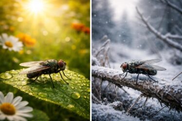 découvrez comment la durée de vie des mouches varie entre l'été et l'hiver, avec des explications sur les facteurs influençant leur longévité saisonnière.