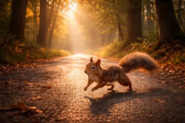 explorez la signification spirituelle de voir un écureuil traverser la route et découvrez les messages profonds qu'il apporte à votre parcours de vie.