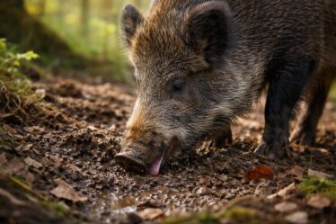 découvrez pourquoi certains animaux mangent de la terre et ce que cela révèle sur leurs besoins naturels et leur environnement dans notre article 'les leçons de la nature : quand un animal mange de la terre'.