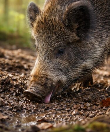 découvrez pourquoi certains animaux mangent de la terre et ce que cela révèle sur leurs besoins naturels et leur environnement dans notre article 'les leçons de la nature : quand un animal mange de la terre'.