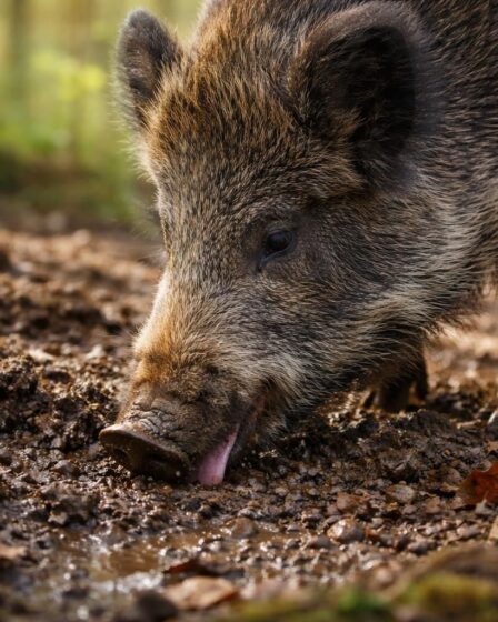 découvrez pourquoi certains animaux mangent de la terre et ce que cela révèle sur leurs besoins naturels et leur environnement dans notre article 'les leçons de la nature : quand un animal mange de la terre'.