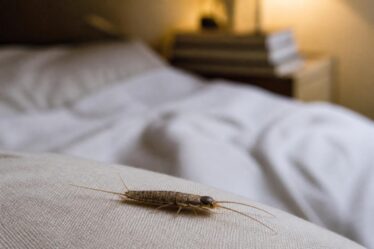 explorez les secrets du petit insecte marron présent dans la maison, notamment dans la chambre, et découvrez sa biologie fascinante pour mieux le comprendre et le gérer.