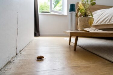 découvrez les causes et solutions pour éliminer le petit insecte marron à carapace dure dans votre chambre, afin de préserver un intérieur sain et confortable.