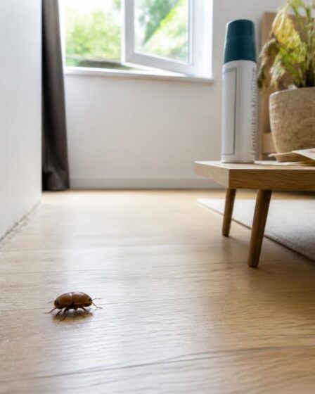 découvrez les causes et solutions pour éliminer le petit insecte marron à carapace dure dans votre chambre, afin de préserver un intérieur sain et confortable.