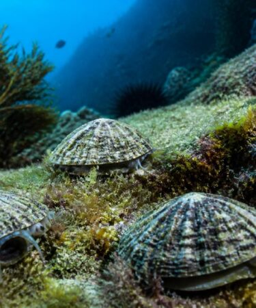 découvrez la définition de l'arapède et explorez sa biologie fascinante à travers un aperçu détaillé et captivant.