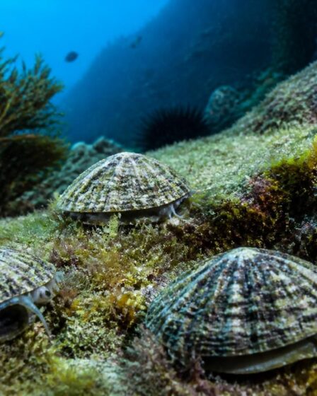 découvrez la définition de l'arapède et explorez sa biologie fascinante à travers un aperçu détaillé et captivant.