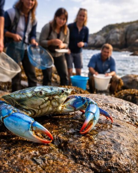 découvrez pourquoi le crabe bleu en bretagne suscite autant d'attention, entre enjeux écologiques, économiques et culinaires uniques.