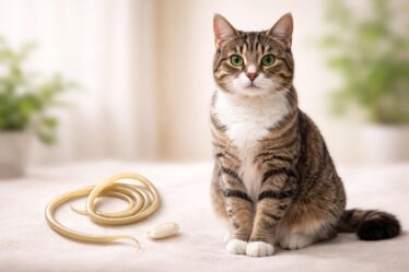 découvrez tout ce qu'il faut savoir sur le ver du chat et le grain de riz pour assurer la santé et le bien-être de votre compagnon félin.
